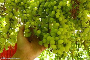 農(nóng)林牧漁行業(yè)2018年度策略報(bào)告 品種換代利好大型種企，生豬養(yǎng)殖有望繼續(xù)盈利