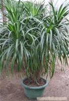 上海康馨園林綠化 龍血樹租賃價(jià)格、圖片、詳情及養(yǎng)護(hù)服務(wù)