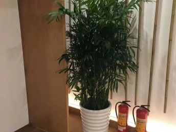 深圳羅湖花卉租擺 從盆栽批發到綠化養護的一站式服務