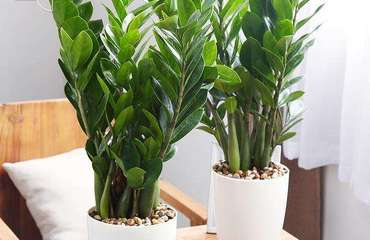 南昌花卉租賃指南 專(zhuān)業(yè)公司、價(jià)格解析與貼心養(yǎng)護(hù)服務(wù)