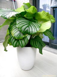 卓群園林 專(zhuān)業(yè)養(yǎng)護(hù)讓蘋(píng)果竹芋常綠，植物租賃與綠化建植一站式服務(wù)