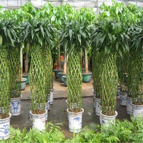 鼓樓區(qū)酒店綠植租賃 專(zhuān)業(yè)養(yǎng)護(hù)服務(wù)，打造可持續(xù)的生態(tài)美學(xué)空間