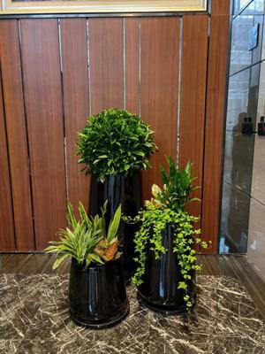 打造綠色辦公空間 成茂園林為您提供專(zhuān)業(yè)廣州植物租賃服務(wù)