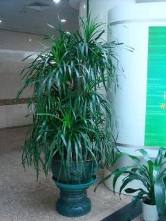 杭州專(zhuān)業(yè)植物租賃與綠化養(yǎng)護(hù)一體化解決方案