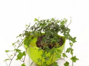 北京專業綠植租賃 一站式植物租擺與養護服務，打造綠色辦公與生活空間