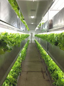 植物工廠的分類與綠化植物租賃 現代城市綠化的創新與便捷